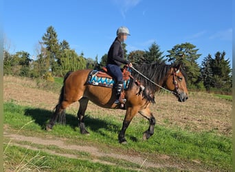Autres chevaux de trait, Jument, 7 Ans, 154 cm, Bai