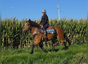 Autres chevaux de trait, Jument, 7 Ans, 154 cm, Bai