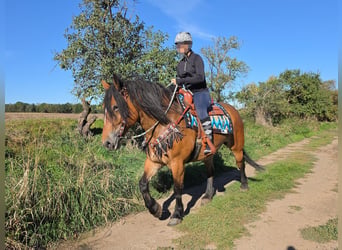 Autres chevaux de trait, Jument, 7 Ans, 154 cm, Bai