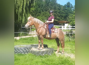 Autres chevaux de trait, Jument, 7 Ans, 157 cm, Alezan