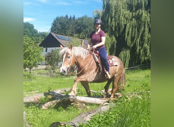 Autres chevaux de trait, Jument, 7 Ans, 157 cm, Alezan