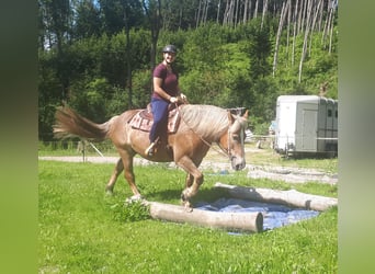 Autres chevaux de trait, Jument, 7 Ans, 157 cm, Alezan