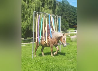 Autres chevaux de trait, Jument, 7 Ans, 157 cm, Alezan