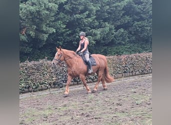 Autres chevaux de trait, Jument, 7 Ans, 157 cm, Alezan cuivré