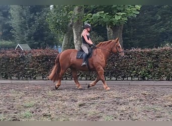 Autres chevaux de trait, Jument, 7 Ans, 157 cm, Alezan cuivré