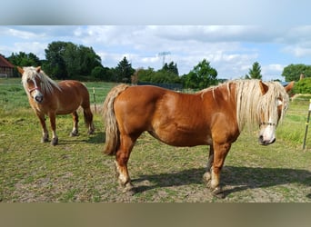 Autres chevaux de trait, Jument, 7 Ans, 160 cm, Alezan