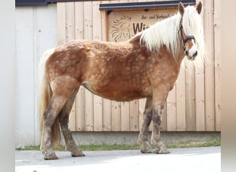 Autres chevaux de trait, Jument, 7 Ans, 165 cm, Alezan