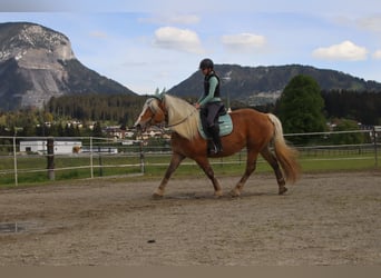 Autres chevaux de trait, Jument, 7 Ans, 165 cm, Alezan