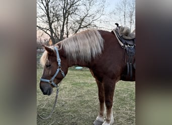 Autres chevaux de trait, Jument, 7 Ans, 168 cm, Alezan