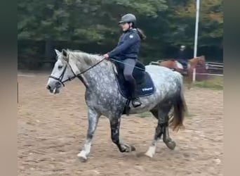 Autres chevaux de trait, Jument, 8 Ans, 160 cm, Gris noir