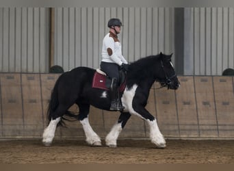 Autres chevaux de trait, Jument, 8 Ans