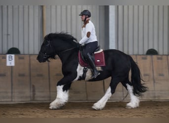 Autres chevaux de trait, Jument, 8 Ans