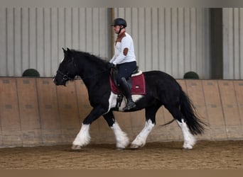 Autres chevaux de trait, Jument, 8 Ans
