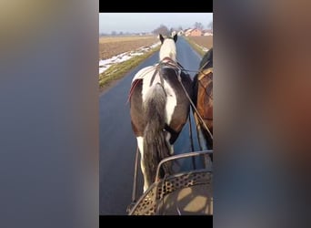 Autres chevaux de trait, Jument, 9 Ans, 162 cm, Pinto