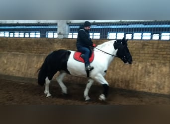 Autres chevaux de trait, Jument, 9 Ans, 162 cm, Pinto
