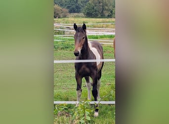 Autres chevaux de trait Croisé, Jument, Poulain (04/2025), 168 cm, Pinto