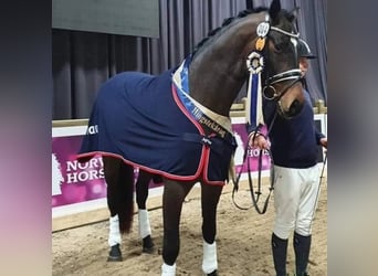 Autres races, Étalon, 10 Ans, 173 cm, Bai brun