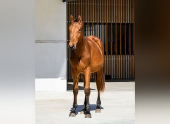 Autres races, Étalon, 1 Année, 153 cm, Bai