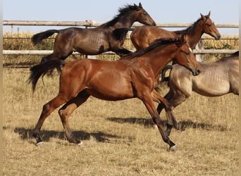 Autres races, Étalon, 1 Année, Bai
