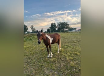 Autres races, Étalon, 3 Ans, 135 cm