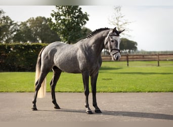 Autres races, Étalon, 3 Ans, 144 cm