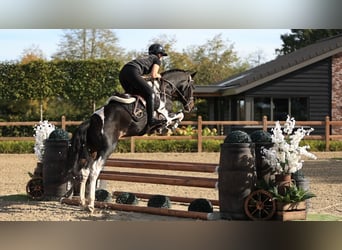 Autres races, Étalon, 3 Ans, 147 cm