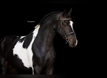 Autres races, Étalon, 3 Ans, 147 cm