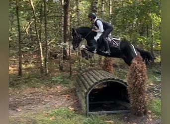 Autres races, Étalon, 3 Ans, 147 cm
