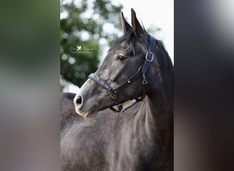 Autres races Croisé, Étalon, 3 Ans, 150 cm, Gris noir