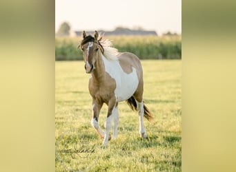 Autres races, Étalon, 3 Ans, 150 cm, Isabelle