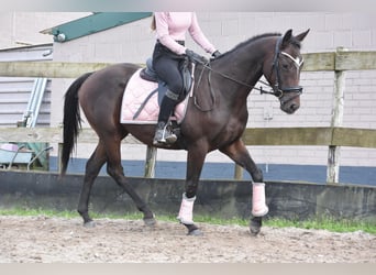 Autres races, Étalon, 3 Ans, 151 cm, Bai brun