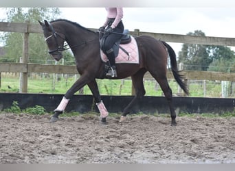 Autres races, Étalon, 3 Ans, 151 cm, Bai brun