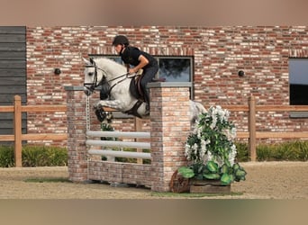 Autres races, Étalon, 4 Ans, 144 cm