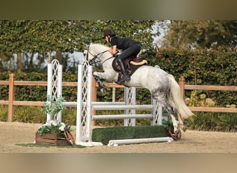 Autres races, Étalon, 4 Ans, 144 cm