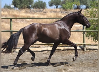 Autres races, Étalon, 4 Ans, 163 cm, Noir