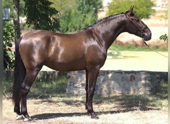 Autres races, Étalon, 4 Ans, 163 cm, Noir