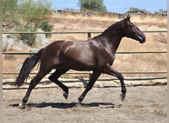 Autres races, Étalon, 4 Ans, 163 cm, Noir