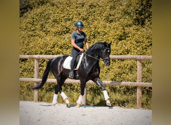 Autres races, Étalon, 4 Ans, 166 cm, Noir