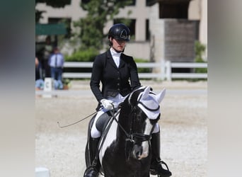 Autres races, Étalon, 4 Ans, 170 cm, Pinto