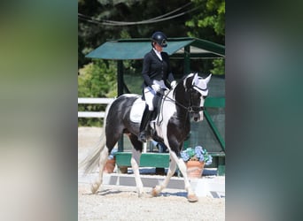 Autres races, Étalon, 4 Ans, 170 cm, Pinto