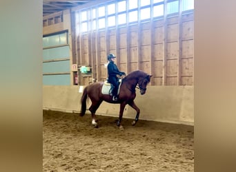Autres races, Étalon, 4 Ans, 172 cm, Alezan