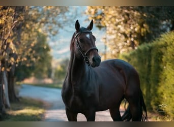Autres races, Étalon, 5 Ans, 165 cm, Bai brun