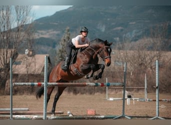 Autres races, Étalon, 5 Ans, 165 cm, Bai brun