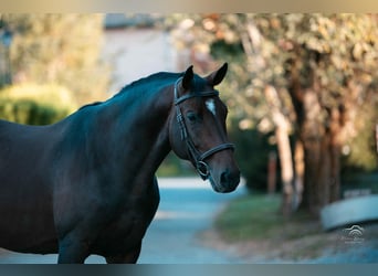 Autres races, Étalon, 5 Ans, 165 cm, Bai brun
