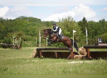 Autres races, Étalon, 5 Ans, 165 cm, Bai brun