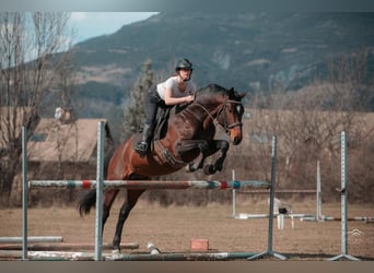 Autres races, Étalon, 5 Ans, 165 cm, Bai brun