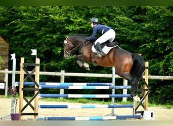 Autres races, Étalon, 5 Ans, 165 cm, Bai brun
