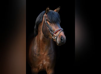 Autres races, Étalon, 6 Ans, 132 cm, Bai brun