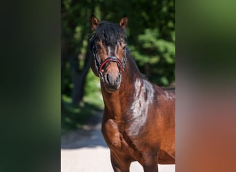 Autres races, Étalon, 6 Ans, 132 cm, Bai brun