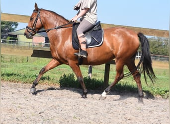 Autres races, Étalon, 6 Ans, 147 cm, Bai brun